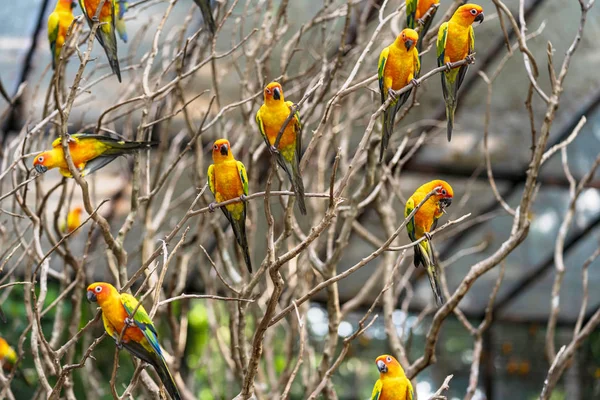 Bonito colorido sol conure pássaros papagaio — Fotografia de Stock