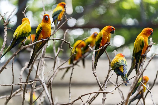 Vackra färgglada sön conure papegoja fåglar — Stockfoto