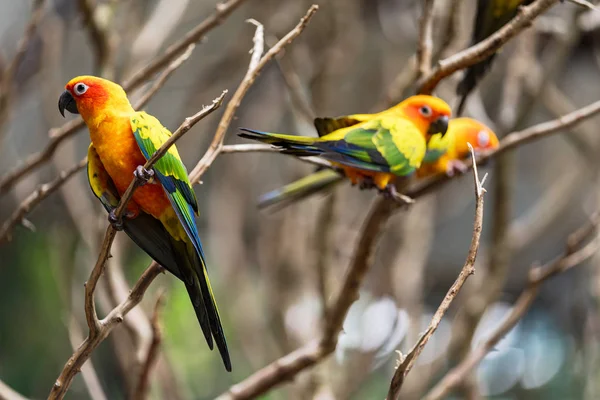 Красиві барвисті сонячні комахи папуга птахів — стокове фото