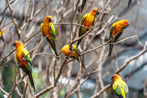 Piękne kolorowe słońce conure papuga ptaki — Zdjęcie stockowe