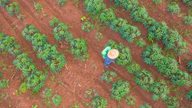 Çiftliklerde çalışan çiftçilerin havadan üst görünümü manyok