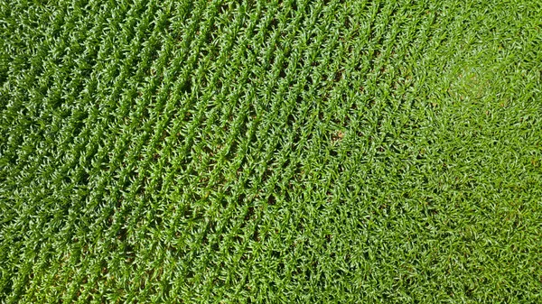 Top view of corn fields — Stock Photo, Image