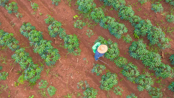 農場キャッサバで働く農家の航空トップビュー — ストック写真