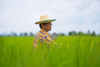 Asyalı çiftçi yeşil pirinç tarlasında dijital tablet kullanıyor.