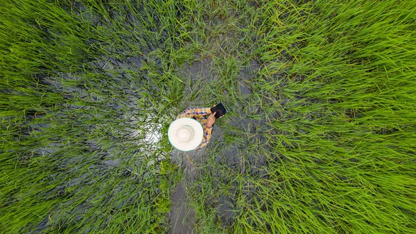 Luftaufnahme von Landwirt mit digitalem Tablet in einem grünen Reis f — Stockfoto