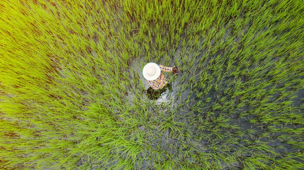 Luftaufnahme von Landwirt mit digitalem Tablet in einem grünen Reis f — Stockfoto