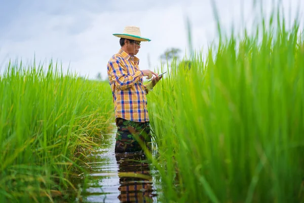 Asiatique agriculteur utilisant tablette numérique dans un champ de riz vert, Smart t — Photo