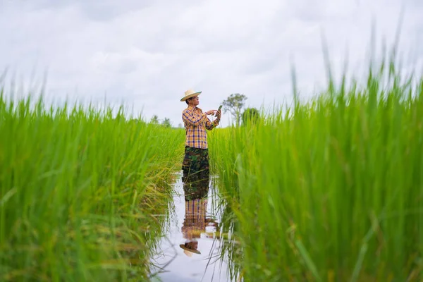 Granjero asiático usando tableta digital en un campo de arroz verde, Smart t — Foto de Stock
