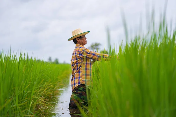 Ασιάτης αγρότης που χρησιμοποιεί ψηφιακή ταμπλέτα σε ένα πράσινο ρύζι τομέα, Smart t — Φωτογραφία Αρχείου