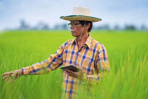 Aziatische boer met behulp van digitale tablet in een groen rijstveld, Smart t — Stockfoto