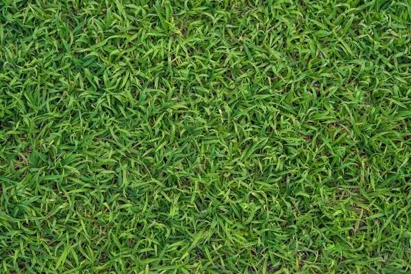 Вид сверху на зеленый фон текстуры травы — стоковое фото