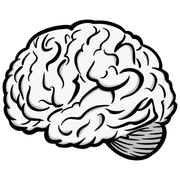 Ilustración Gráfica Del Cerebro Una Ilustración Dibujos Animados Cerebro — Vector de stock