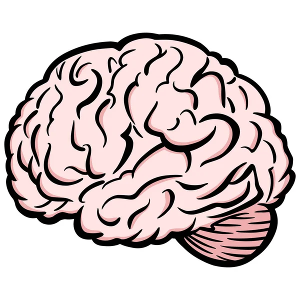 Cerebro Una Ilustración Dibujos Animados Cerebro — Vector de stock