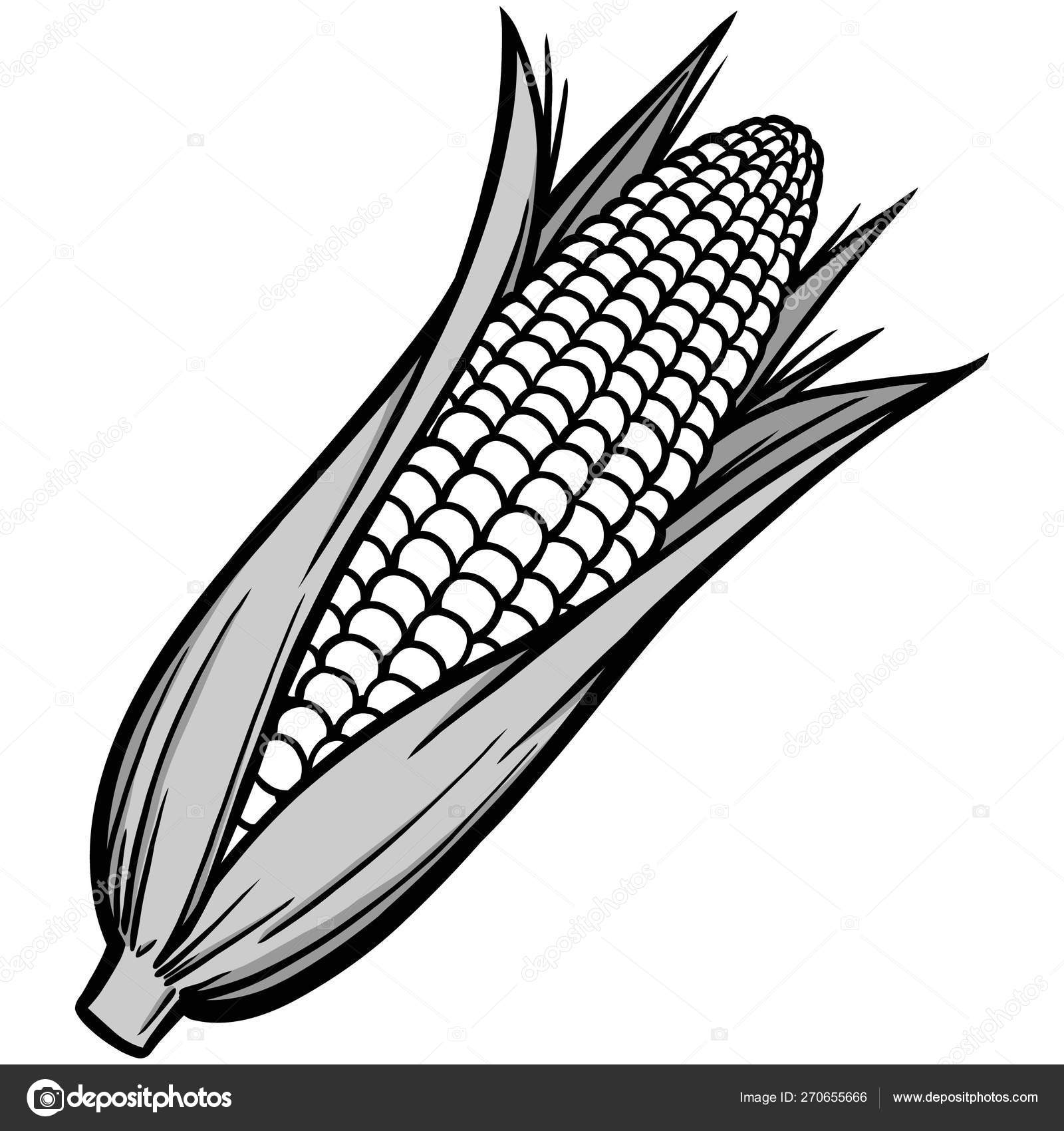 Corn Cob Illustration Cartoon Illustration Piece Corn Cob Stock Vector  Image by ©larryrains #270655666