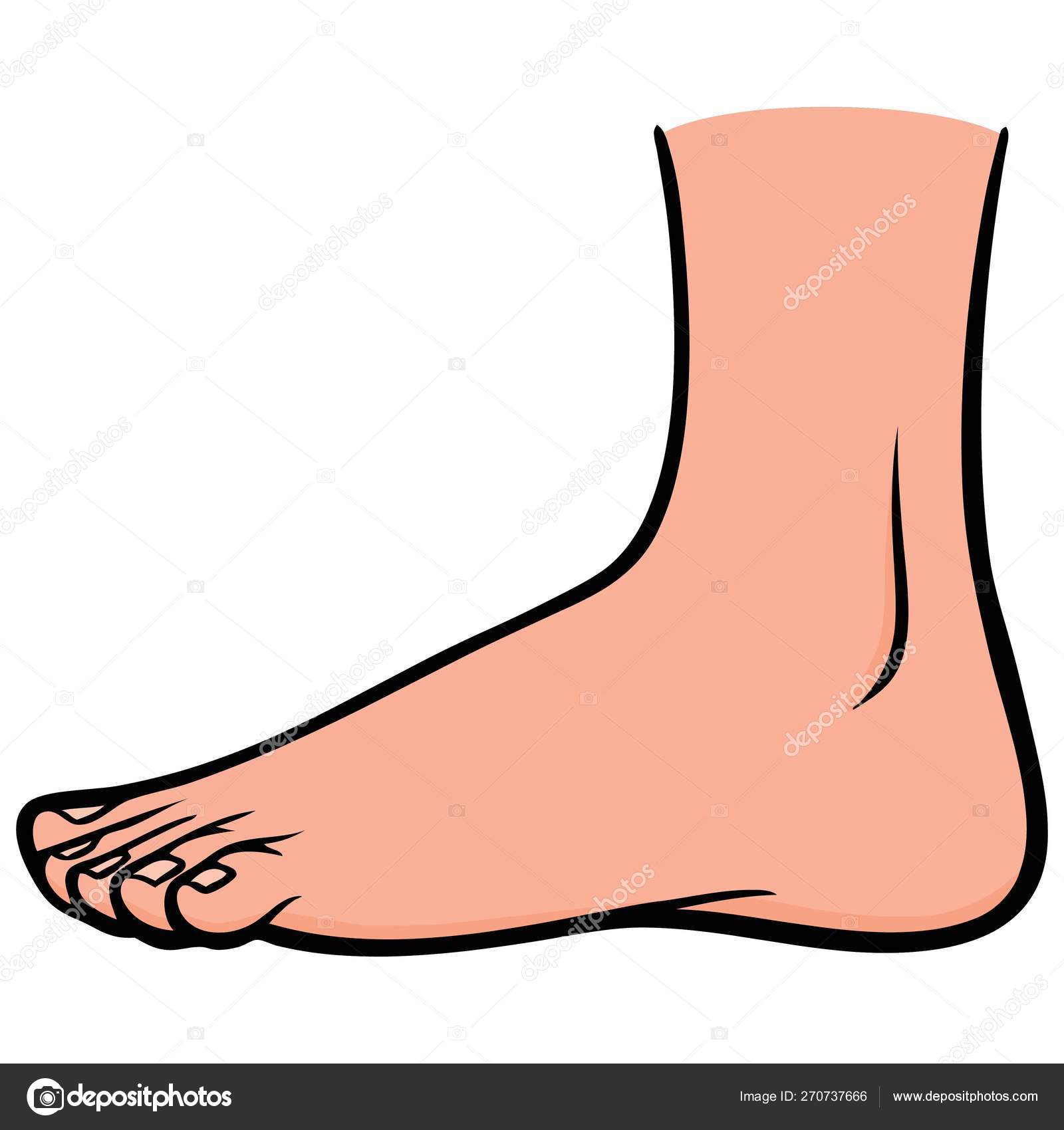 Foot Cartoon Illustration Foot Stock Vector Image by ©larryrains #270737666