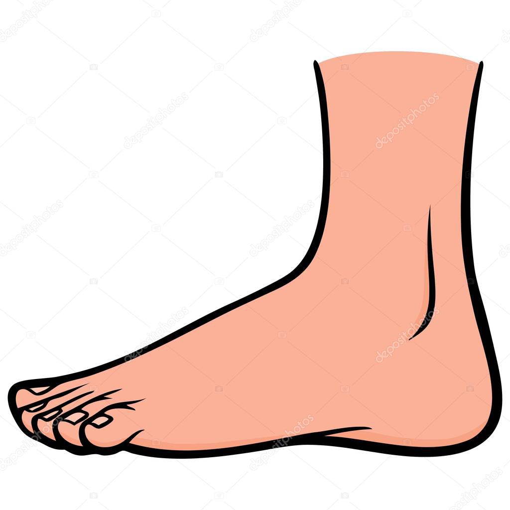 Outside Foot - A cartoon illustration of the Outside of the Foot.