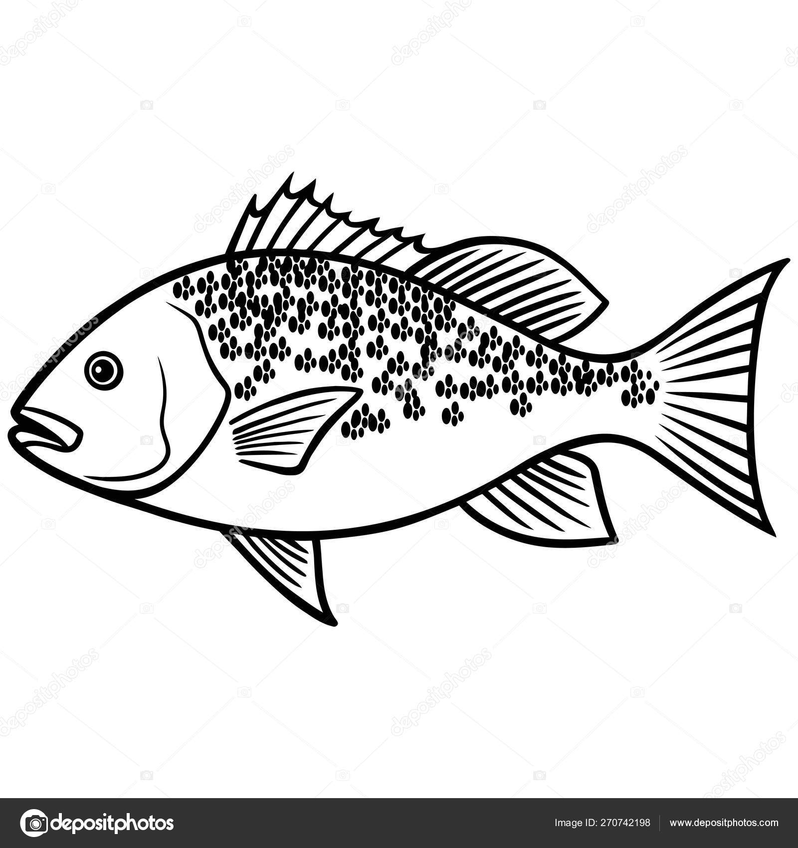 Red Snapper Fish Illustration Cartoon Illustration Red Snapper Fish Stock  Vector by ©larryrains 270742198