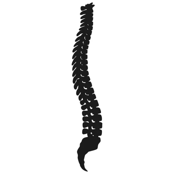 Human spine — Stock Vector © paulrommer #5921880