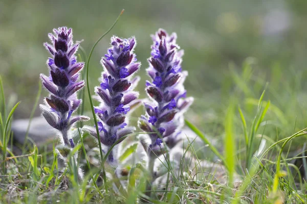 Ajuga Orientalis Ajuga Genevensis Lamiaceae Flowers Wild Nature Fresh Sprouts — Stock Photo, Image