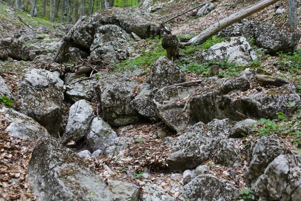 Lecho Arroyo Rocoso Del Río Seco Montaña Bosque Camino Gran — Foto de Stock