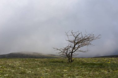 Aşağı plato Chatyr-Dag, Kırım'da dağlarda beyaz bir bulut ta yalnız ağaç. Sprind açan çayır.