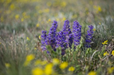 Ajuga orientalis, Ajuga genevensis, Lamiaceae ve sarı Alyssum trichostachyum çiçek açan mavi çiçekleri ile güzel bahar manzara. Dağ kır çiçeklerinden taze filizler. 