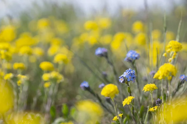 Bright Spring Blooming Meadow Yellow Flowers Alyssum Trichostachyum Blue Myosotis — Stock Photo, Image