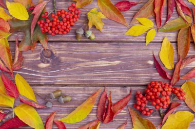 Renkli kül ağacı ve akçaağaç yaprakları, meşe palamudu ve ashberry ile Sonbahar arka plan. Kopya alanı ile sonbahar hasat çerçevesi. Sezonluk teklifler ve tatil kartpostalı için maket, en iyi görünüm.
