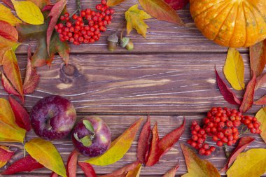 Renkli kül ağacı ve akçaağaç yaprakları, meşe palamudu, ashberry, elma ve kabak ile Sonbahar arka plan. Kopya alanı ile sonbahar hasat çerçevesi. Sezonluk teklifler ve tatil kartpostalı için maket, en iyi görünüm.