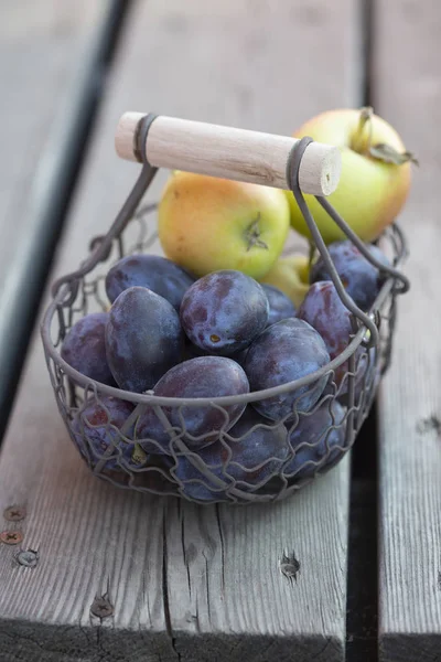 Freshly picked plums and apples in a wire basket. Freshly harvested fruit.
