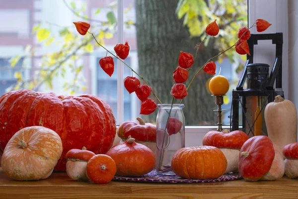 Orange Pumpkins Physalis Wooden Windowsill — Stock Photo, Image