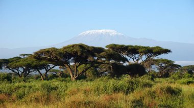 kilimanjaro Dağı ile Kenya milli park peyzaj
