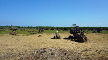 Kenya Wasini Island mercan alanların