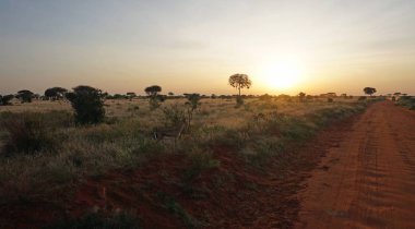 Kenya Ulusal Parkı savana manzarada üzerinde romantik günbatımı