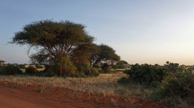 Kenya Ulusal Parkı savana manzarada üzerinde romantik günbatımı