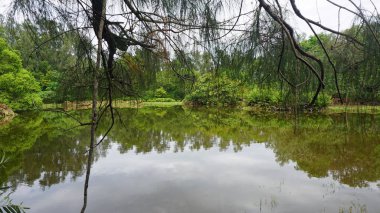 kenya'nın doğu kesiminde tropikal yağmur ormanlarında