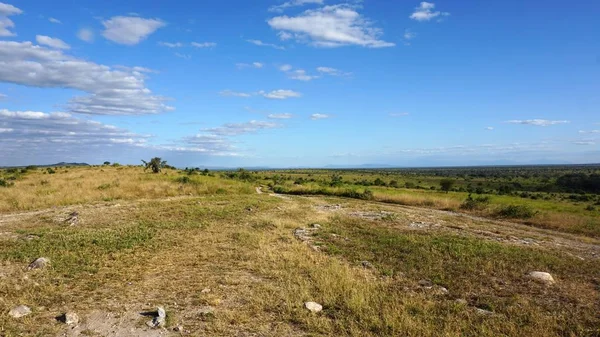 Paisagem Natural Verde Parque Safári Quênia Após Estação Chuvosa — Fotografia de Stock