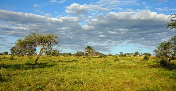 Green Natural Landscape Kenyan Safari Park Raining Season — Stock Photo, Image