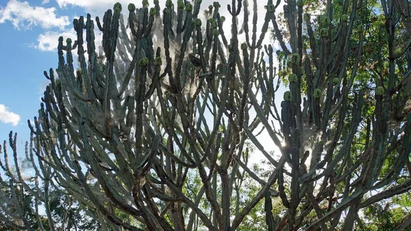 Très Gros Cactus Dans Parc National Kenya — Photo