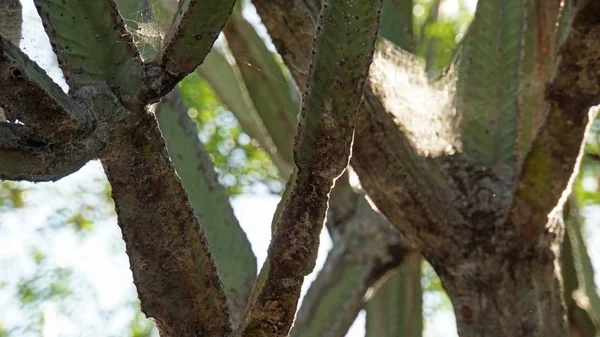 Cactus Molto Grande Parco Nazionale Kenya — Foto Stock