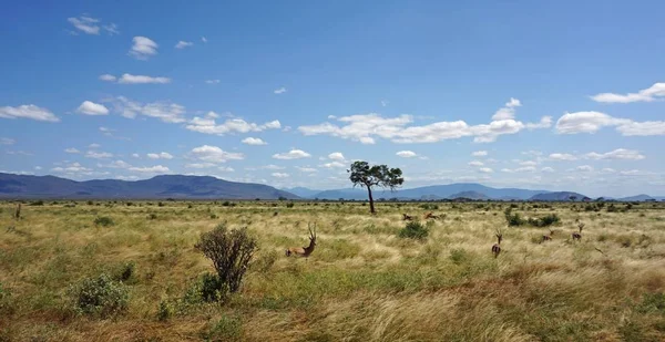 Grüne Naturlandschaft Kenianischen Safaripark Nach Der Regenzeit — Stockfoto