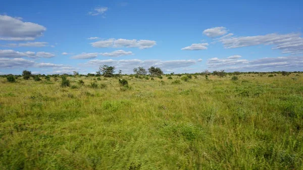 Paysage Naturel Vert Dans Parc Safari Kenyan Après Saison Des — Photo