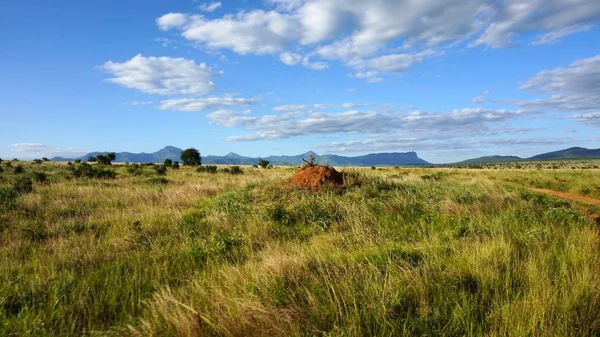 Paysage Naturel Vert Dans Parc Safari Kenyan Après Saison Des — Photo