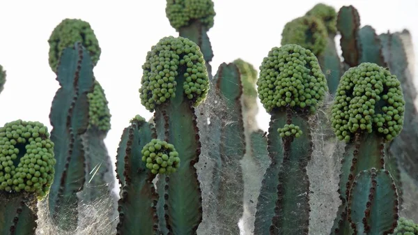 Très Gros Cactus Dans Parc National Kenya — Photo