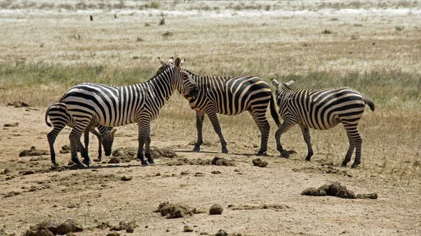 Wild Lebende Zebras Der Savanne Des Nationalparks Kenia — Stockfoto
