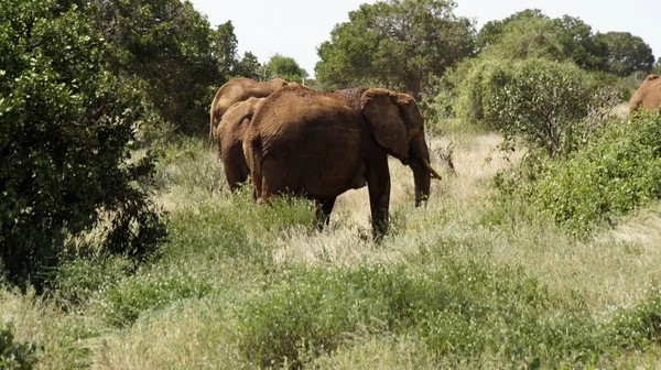 Kenya Ulusal park vahşi yaşam filler