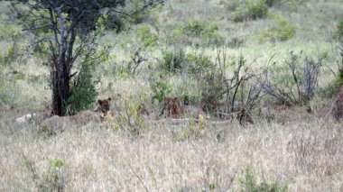 Kenya Ulusal Parkı savana vahşi yaşam aslan