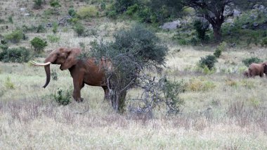 Kenya Ulusal park vahşi yaşam filler