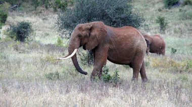 Kenya Ulusal park vahşi yaşam filler
