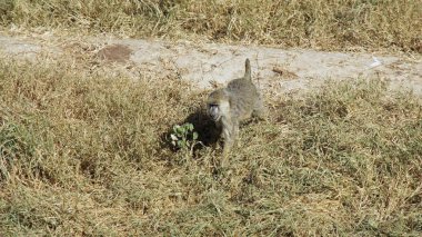 Kenya Ulusal Parkı savana vahşi yaşam maymun